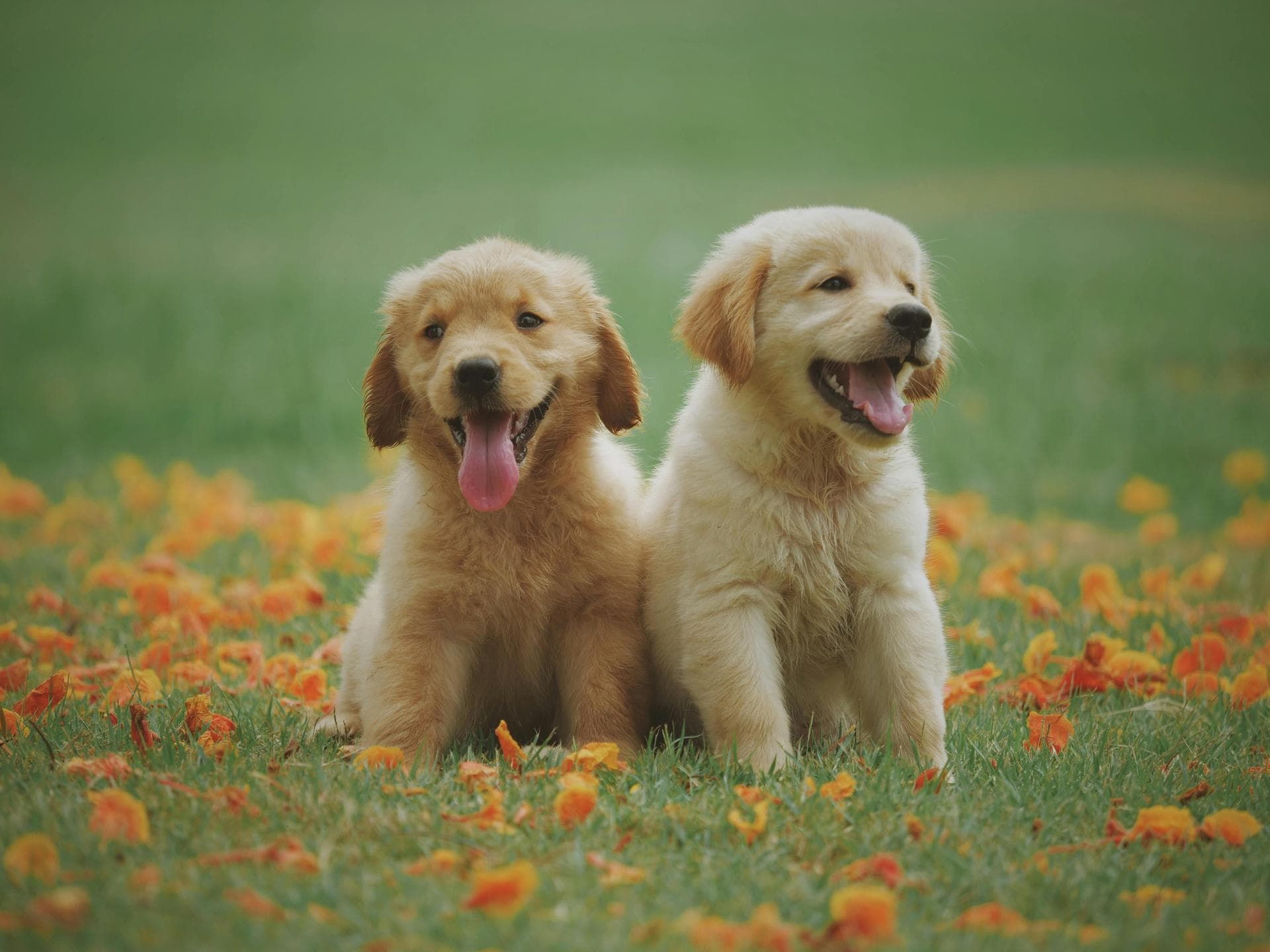 Dog Cremation Prices in Plymouth