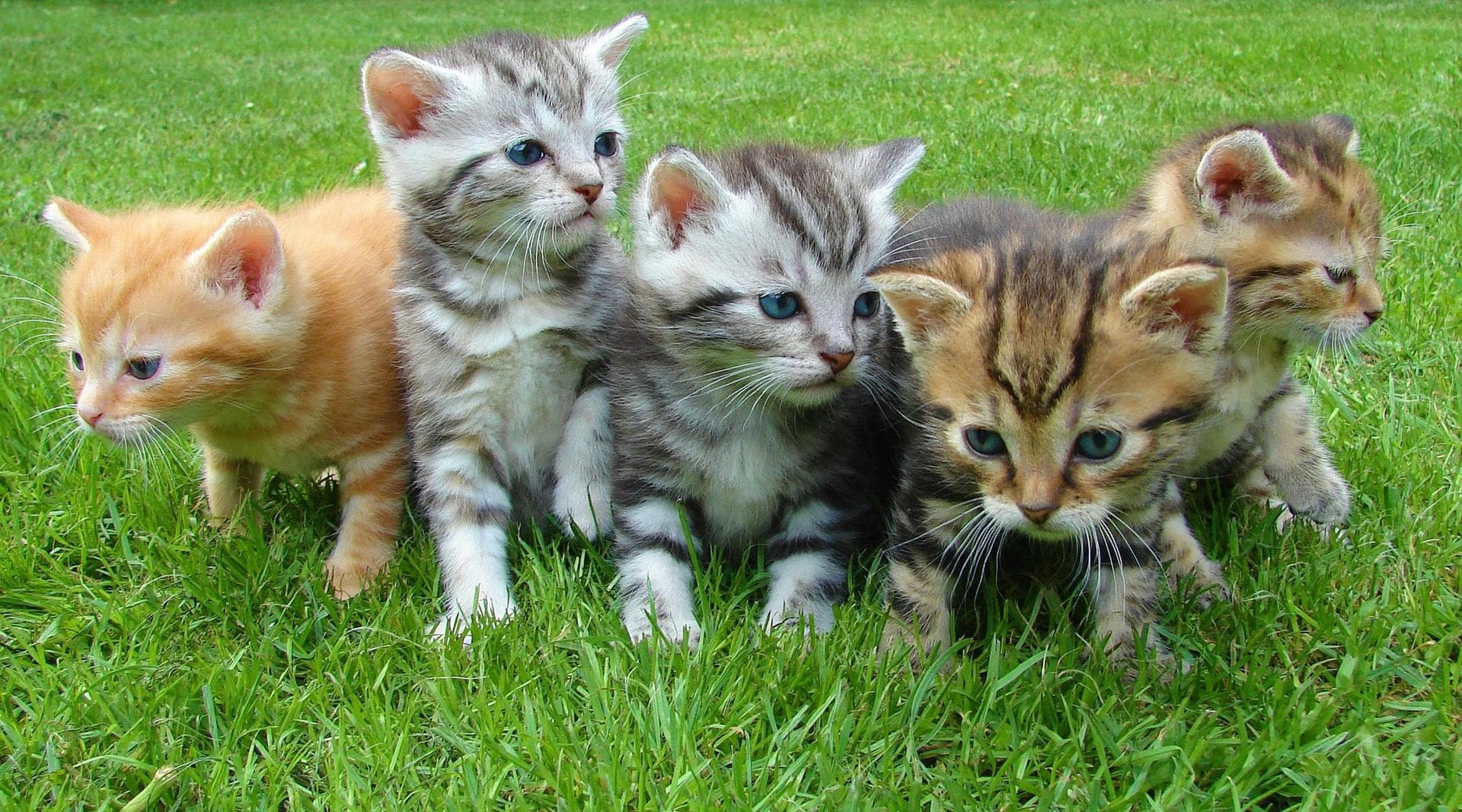 Cat Cremation Prices in Plymouth