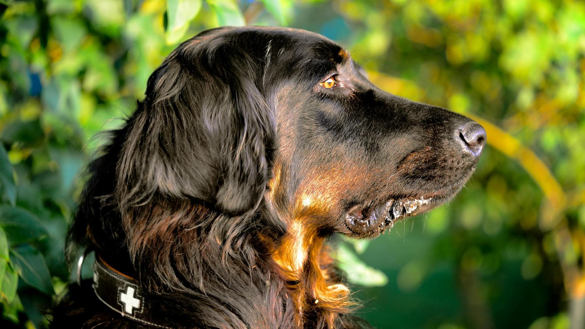 Dog Euthanasia Put Down Prices in Plymouth