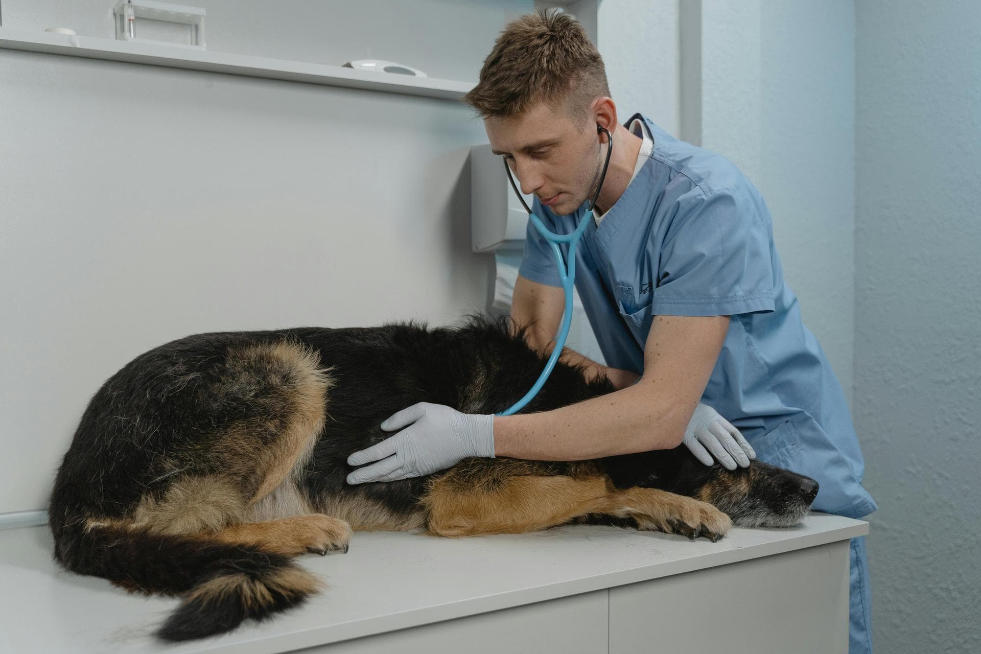 Annual Vaccination With Kennel Cough Prices in Plymouth