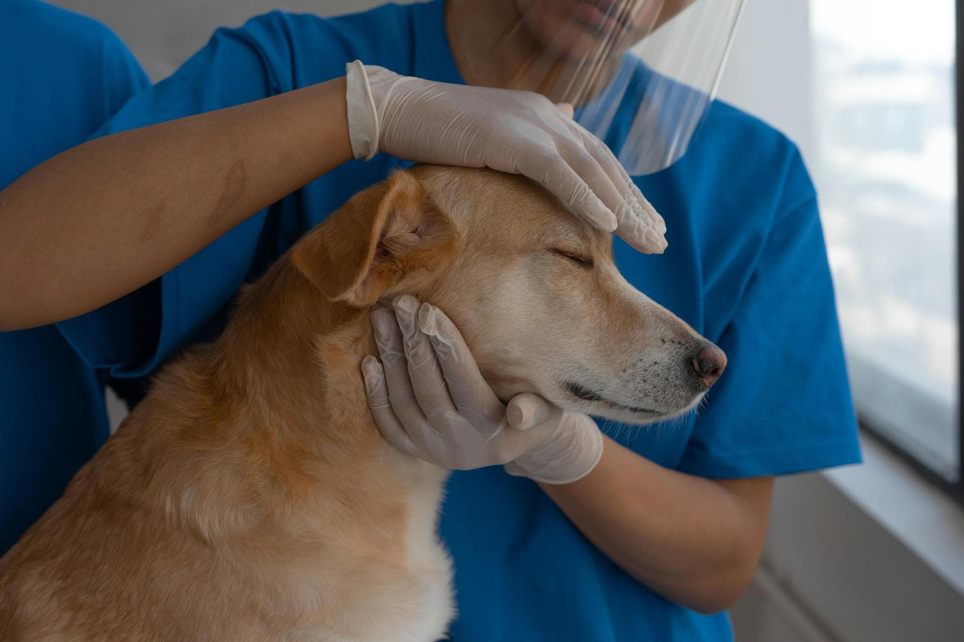 Dog Neutering Prices in Plymouth