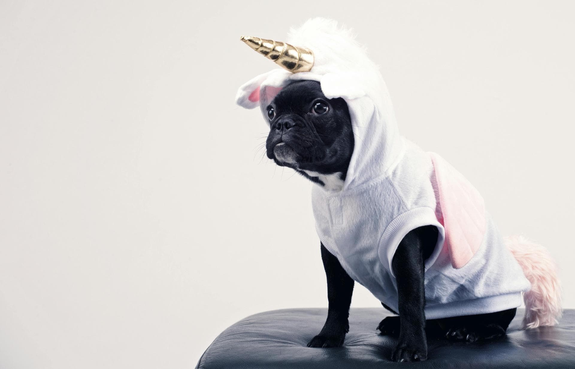 Cat Ear Cleaning Clinic Prices in Plymouth
