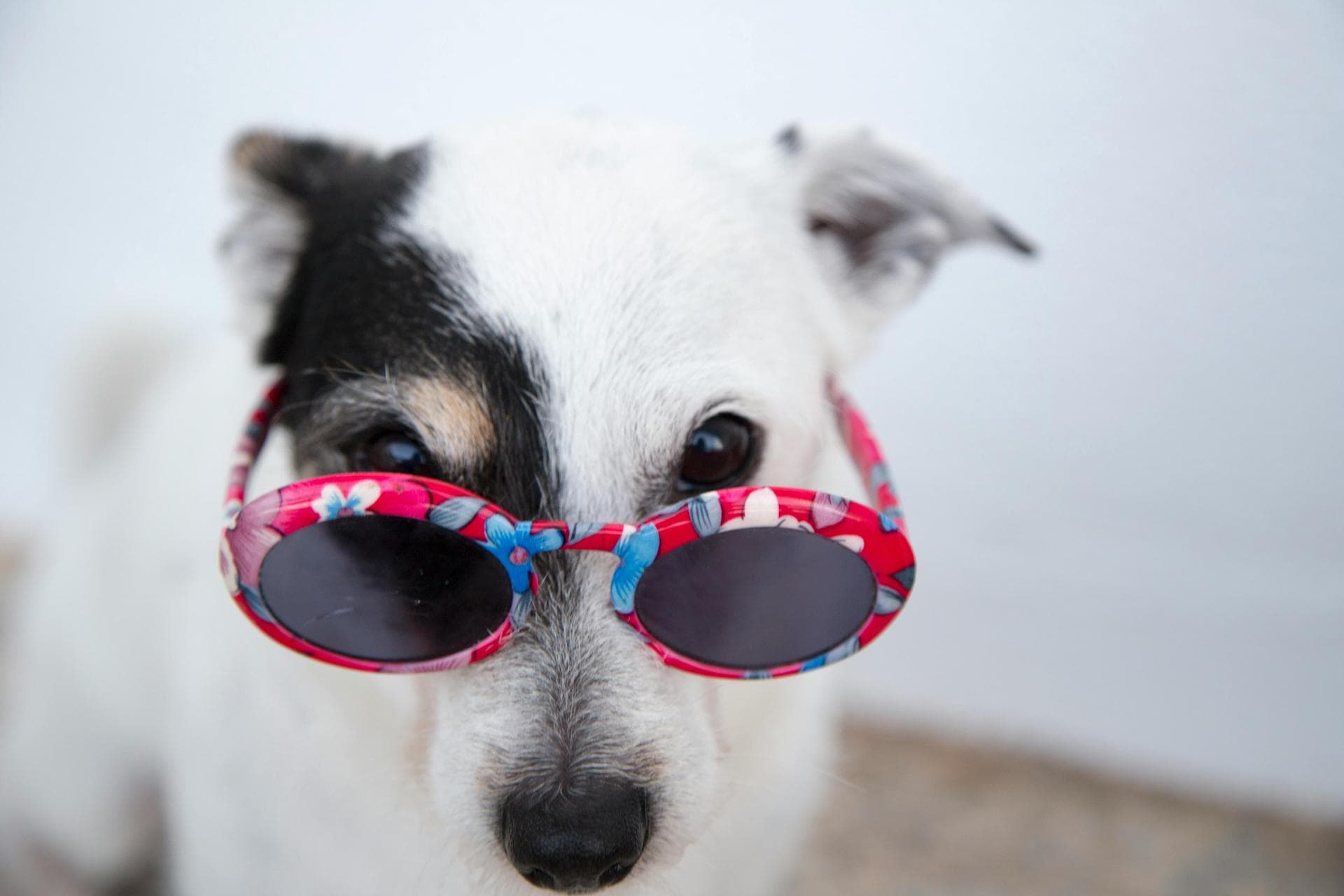 Pet Microchipping Prices in Plymouth